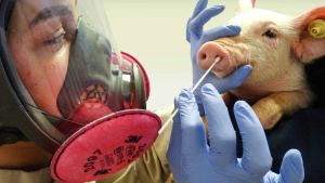 Reino Unido detectó su primer caso humano de gripe porcina H1N2
