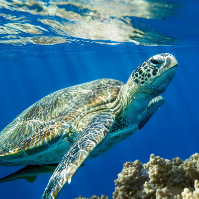 Gobierno establece veda por 10 años a tortugas marinas