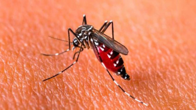 Murieron 62 personas por dengue y no 34 en 2023