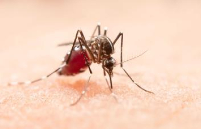 Terrero advierte casos de dengue podrían superar las cifras de 2023