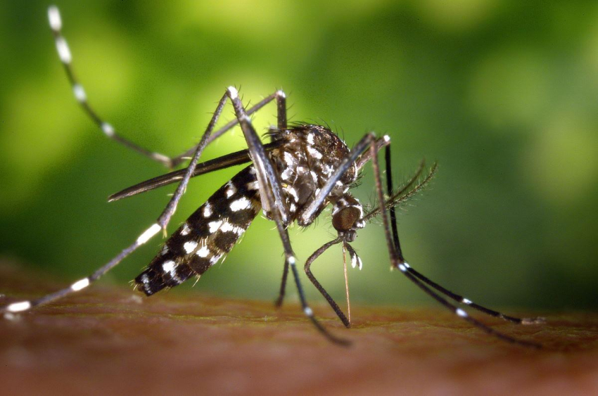 Serotipo 3 del dengue es causante de la mayoría de contagios