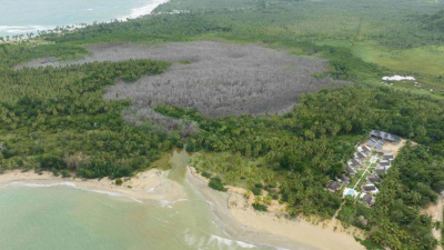No detectan presencia de herbicidas en manglares degradados en Samaná