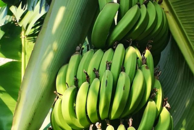 Gobierno suspende exportación de plátanos para estabilizar precios