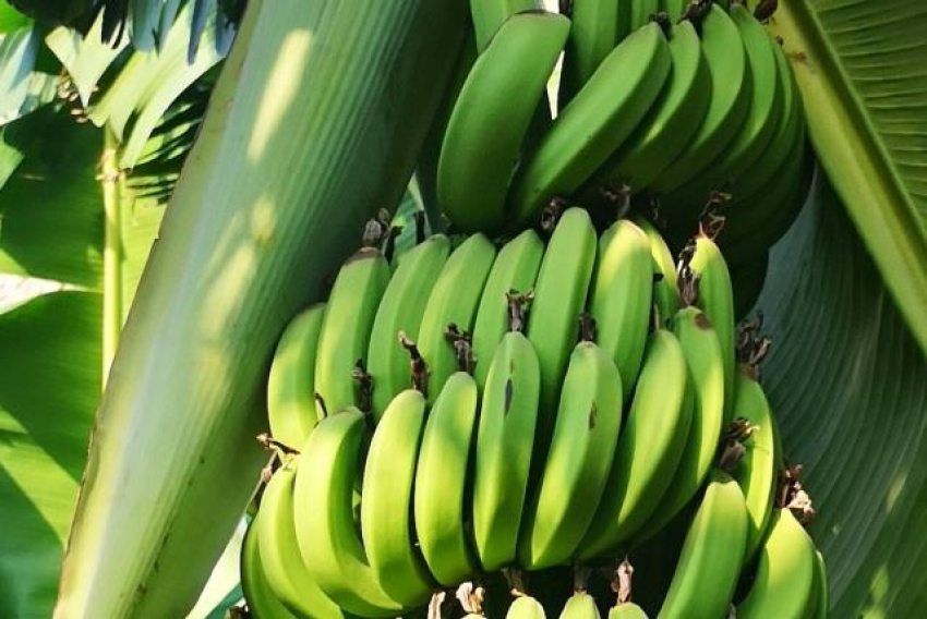 Gobierno suspende exportación de plátanos para estabilizar precios