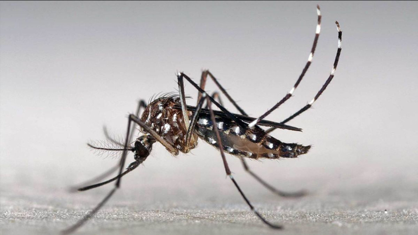 INTEC utiliza Inteligencia Artificial para investigar comportamiento del dengue