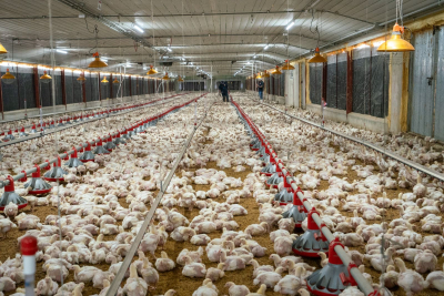 La ADA busca pignorar la producción de pollo en RD