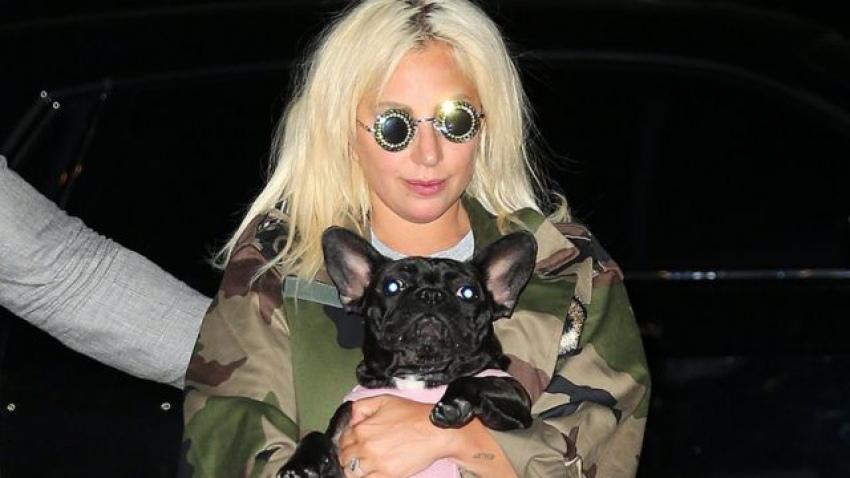Condenan a cuatro años de cárcel a secuestrador de los perros de Lady Gaga en EE. UU.