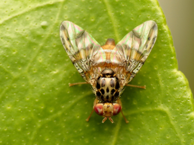 Agricultura confirma detección de mosca del Mediterráneo