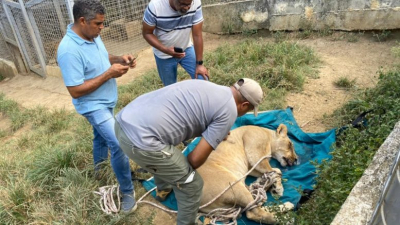 Capturan leona que se escapó de hacienda Altamira