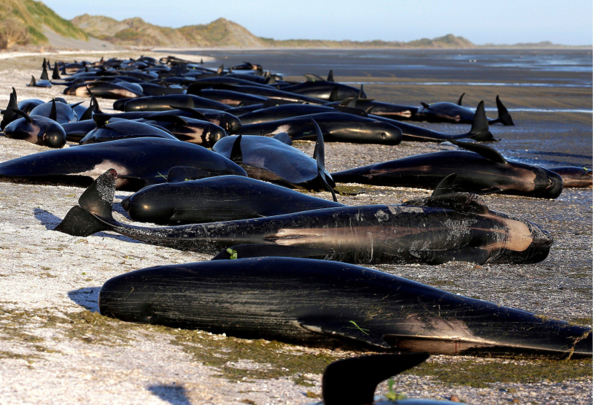 Alrededor de 200 ballenas piloto mueren en una playa australiana