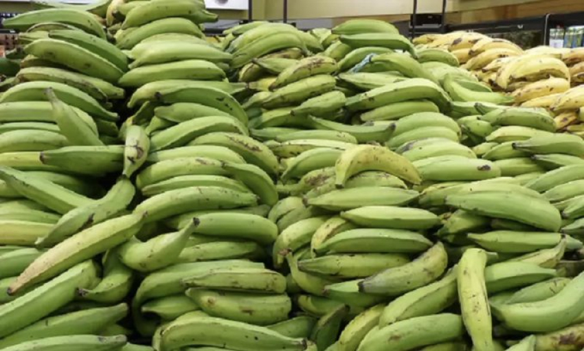 Venta de plátanos está por debajo de los seis pesos en fincas, según ministro de Agricultura