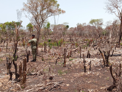Condenan agricultor a pagar multa de 90 mil pesos por tala ilegal de árboles