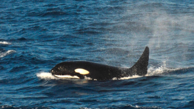 Reportan 400 avistamientos de orcas en el Caribe