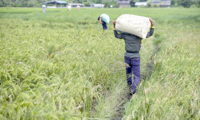 RD cerraría 2023 sin avances en negociaciones el arroz en DR-Cafta