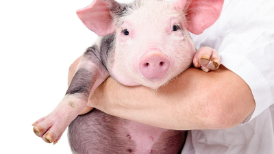 Científicos crean cerdos para trasplantes a humanos por primera vez en Japón