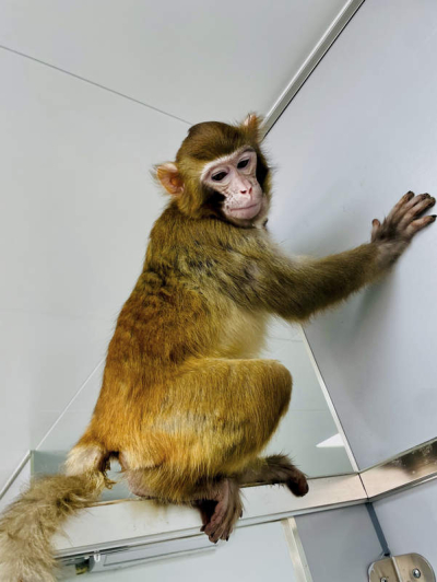 Científicos chinos clonan con éxito un mono