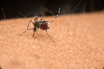 Alertan sobre secuelas que puede dejar el dengue