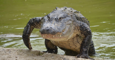 Hombre de Florida fue atacado por un caimán