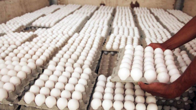 República Dominicana produce 11 millones de huevos al día según Inespre