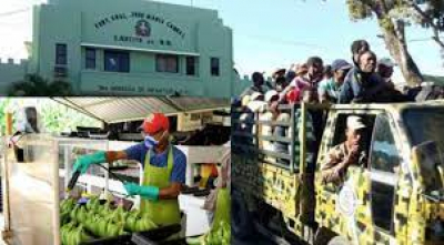 Sector bananero paralizará exportaciones por falta de mano de obras tras deportaciones de extranjeros
