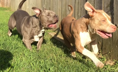 Dos ataques de perros Pitbulls en 10 días en RD