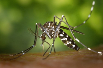 Casos de dengue en RD aún están dentro de la media esperada por las autoridades